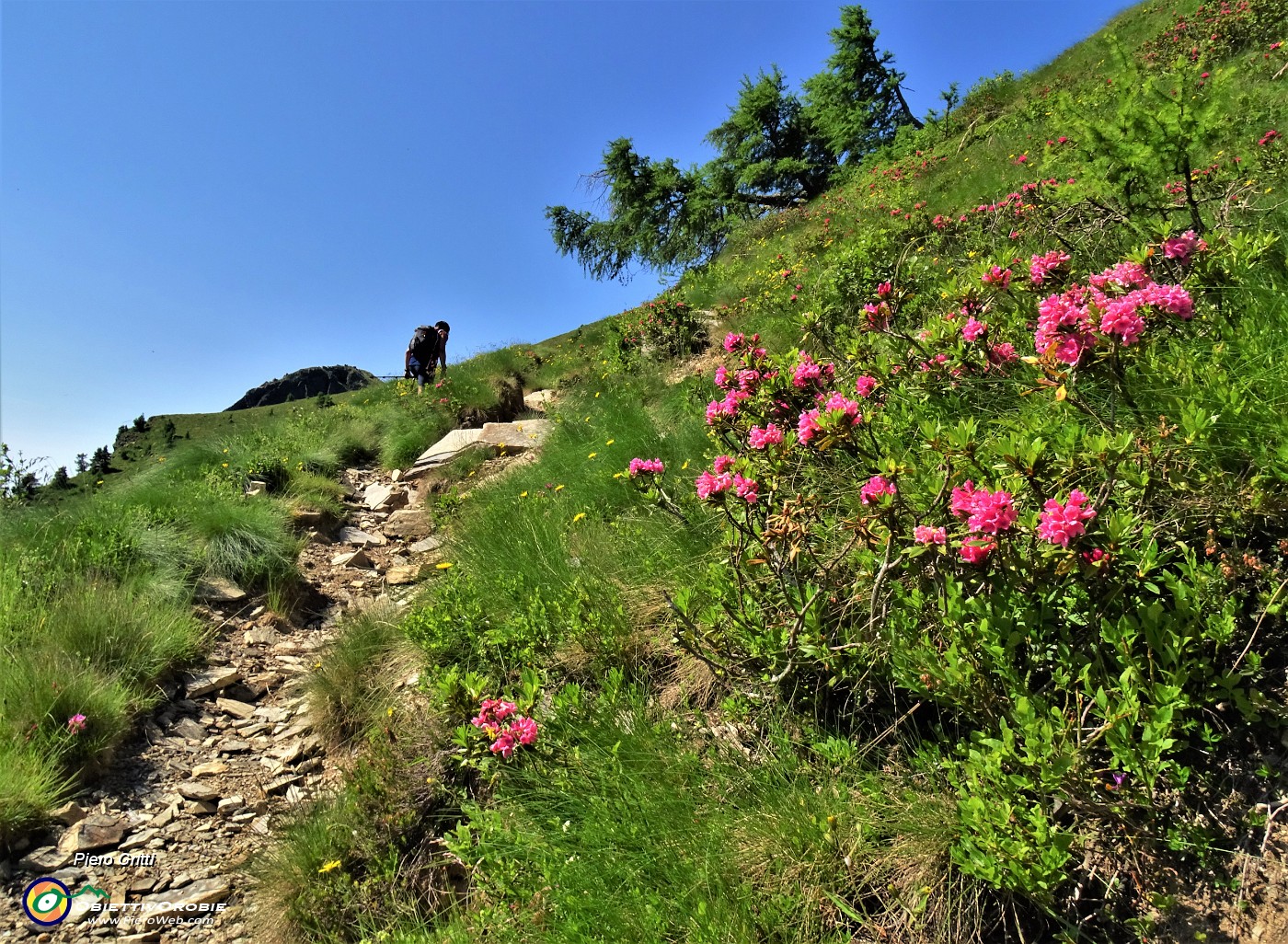 29 Rhododendron ferrugineum (Rododendro rosso)  sul sentiero per il Micucco.JPG